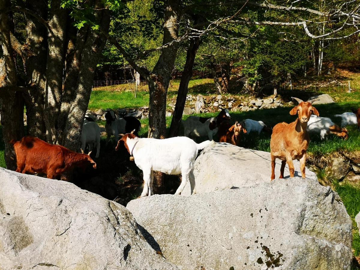 B2 Albmatte Διαμέρισμα Menzenschwand-Hinterdorf Εξωτερικό φωτογραφία