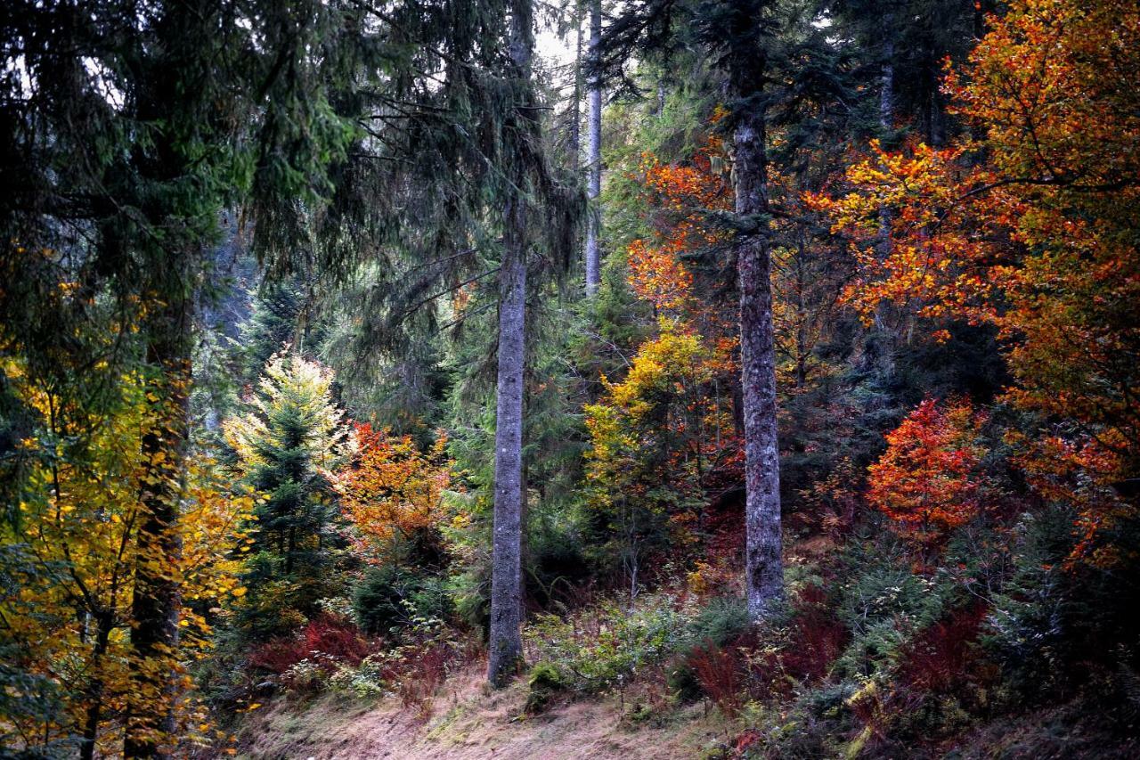 B2 Albmatte Διαμέρισμα Menzenschwand-Hinterdorf Εξωτερικό φωτογραφία