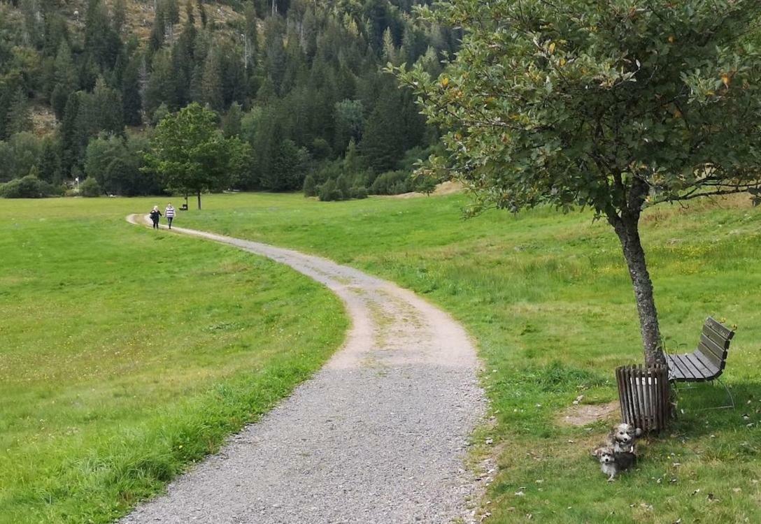 B2 Albmatte Διαμέρισμα Menzenschwand-Hinterdorf Εξωτερικό φωτογραφία