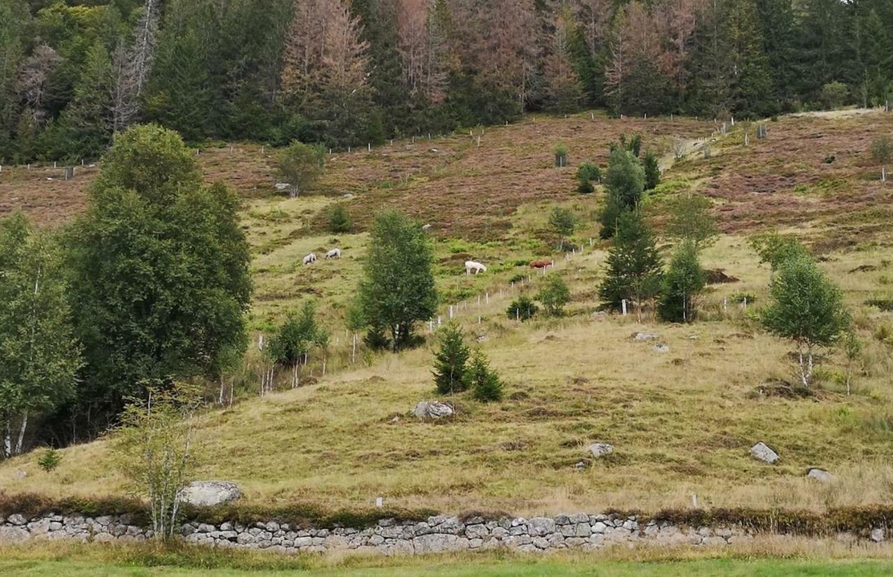 B2 Albmatte Διαμέρισμα Menzenschwand-Hinterdorf Εξωτερικό φωτογραφία